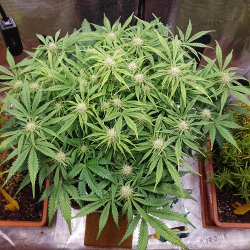 Orange Sherbet Auto #2. Week 9 - Day 57