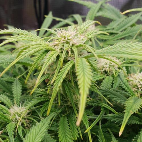 Orange Sherbet Auto #2. Week 9 - Day 57