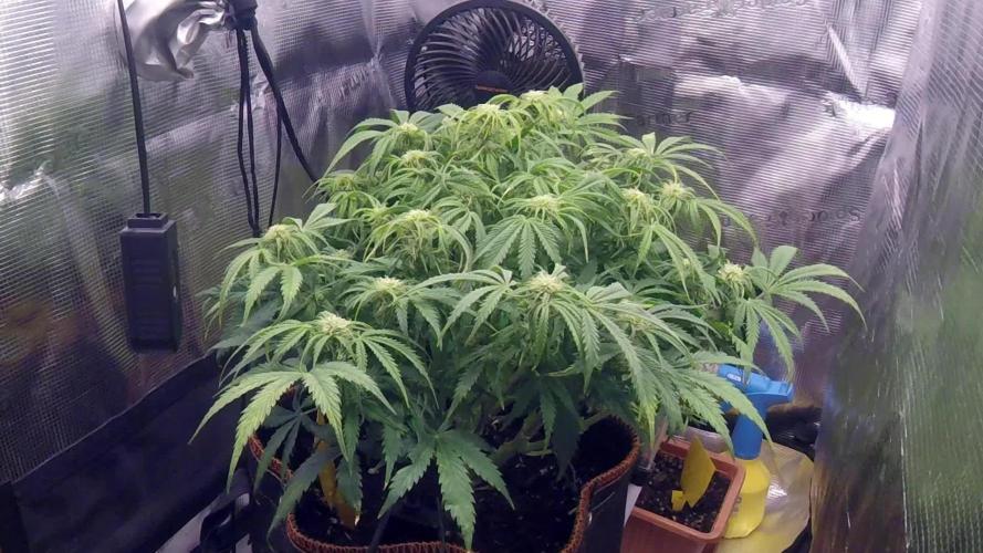 Orange Sherbet Auto #2