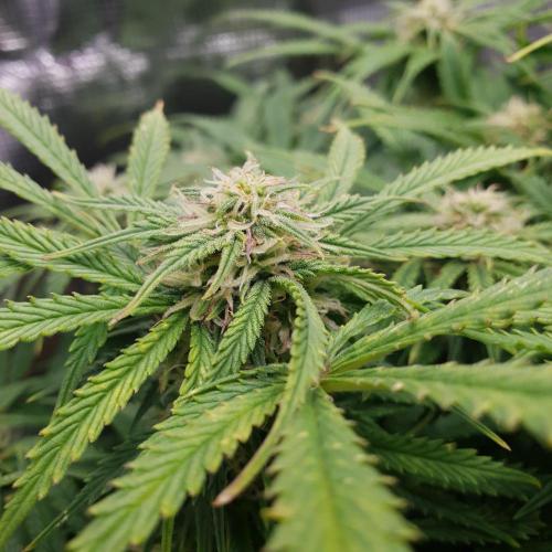 Orange Sherbet Auto #2. Week 9 - Day 63