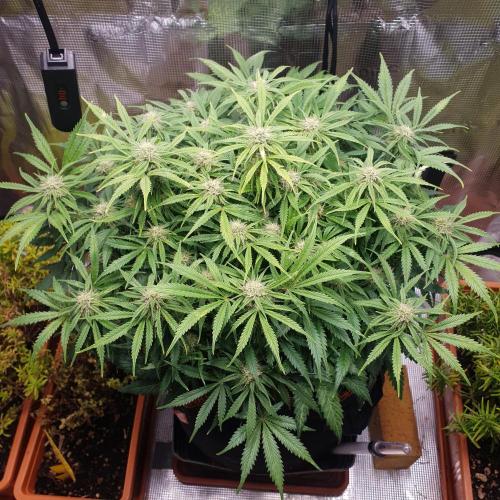 Orange Sherbet Auto #2. Week 9 - Day 63