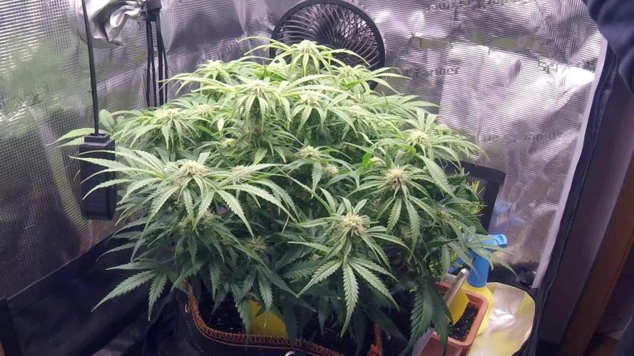 Orange Sherbet Auto #2