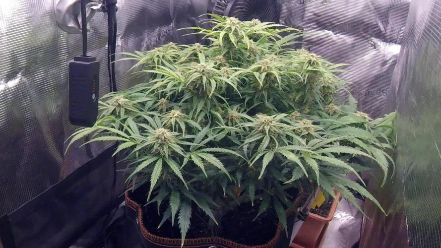 Orange Sherbet Auto #2