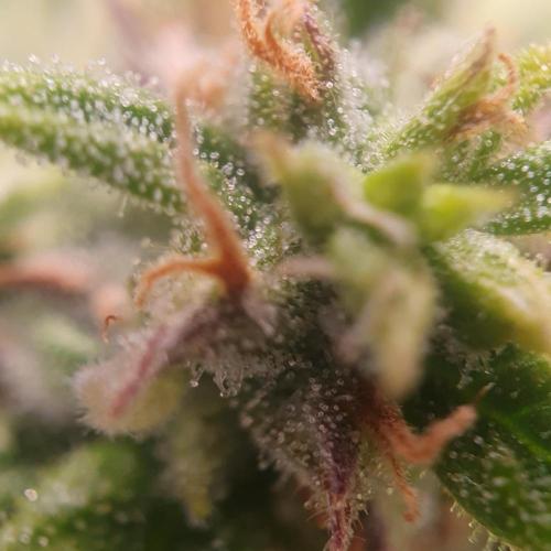 Orange Sherbet Auto #2. Week 11 - Day 74