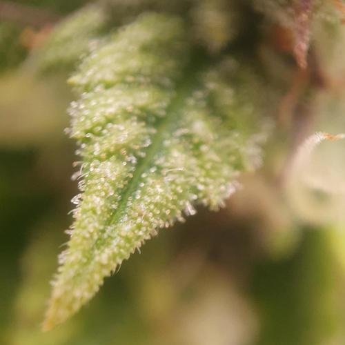 Orange Sherbet Auto #2. Week 11 - Day 74