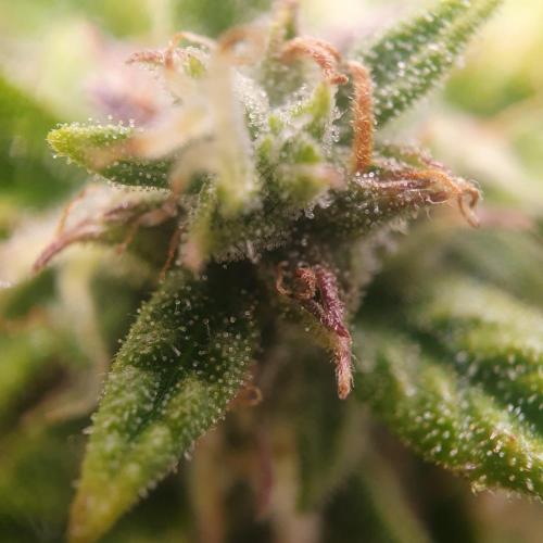 Orange Sherbet Auto #2. Week 12 - Day 78