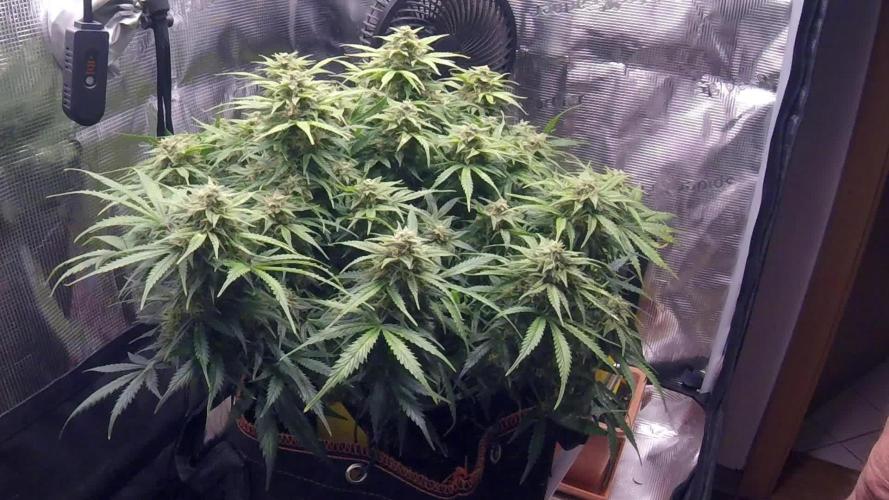 Orange Sherbet Auto #2