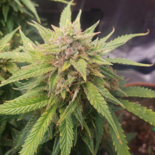 Orange Sherbet Auto #2. Week 12 - Day 83