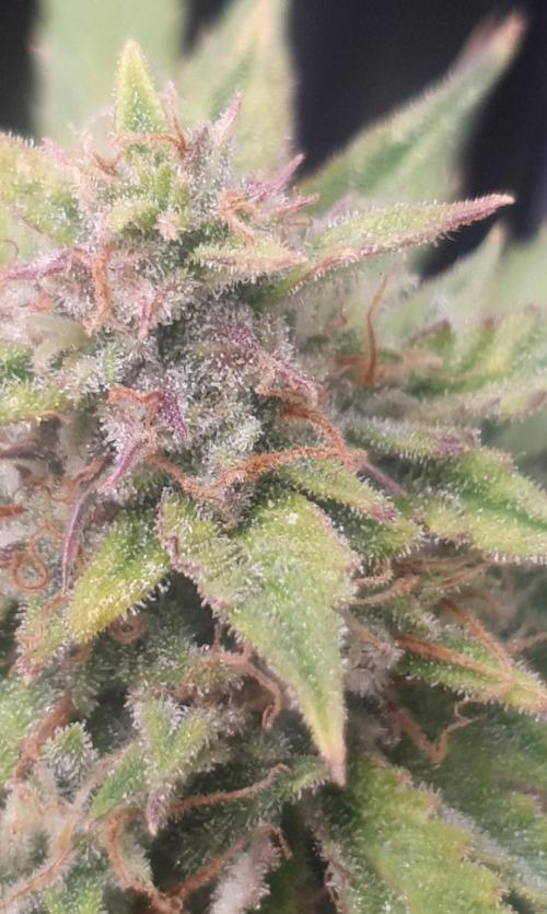 Orange Sherbet Auto #2. Week 12 - Day 83