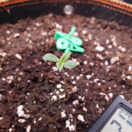 Tropicana Cookies Auto #1. Week 1 - Day 1