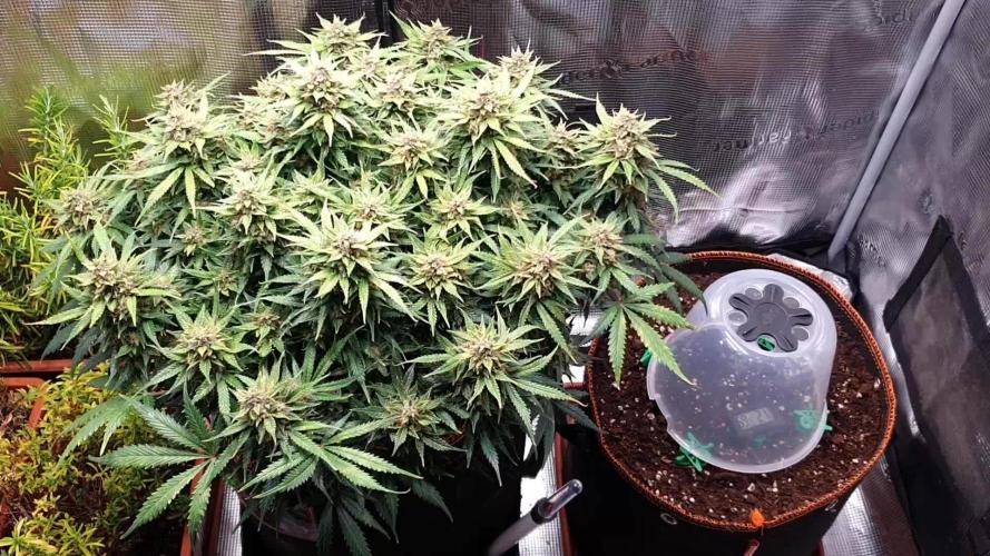 Orange Sherbet Auto #2