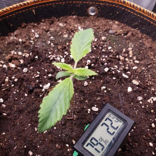 Tropicana Cookies Auto #1. Week 1 - Day 7