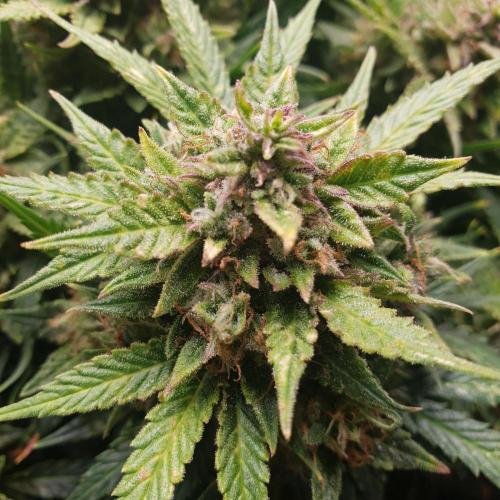 Orange Sherbet Auto #2. Week 13 - Day 91