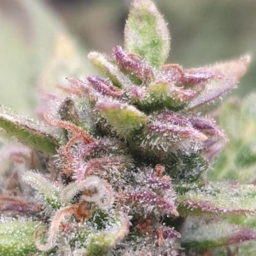Orange Sherbet Auto #2. Week 13 - Day 91