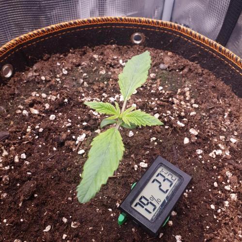 Tropicana Cookies Auto #1. Week 2 - Day 8