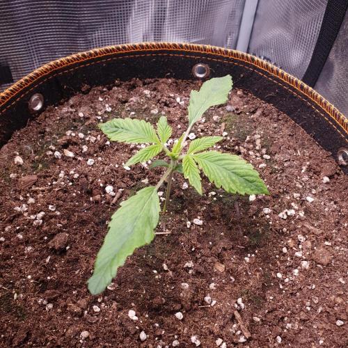 Tropicana Cookies Auto #1. Week 2 - Day 10