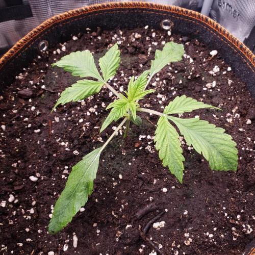 Tropicana Cookies Auto #1. Week 2 - Day 12