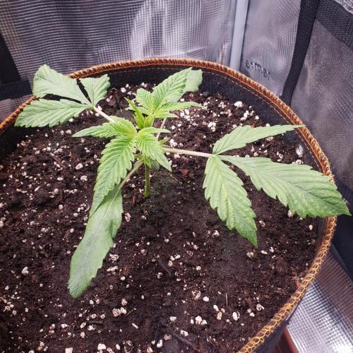 Tropicana Cookies Auto #1. Week 2 - Day 14