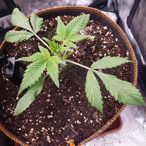Tropicana Cookies Auto #1. Week 3 - Day 15