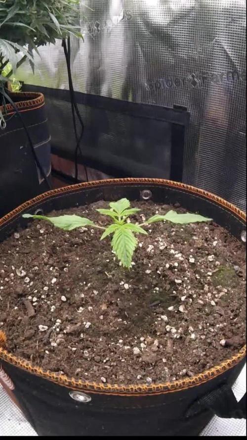 Tropicana Cookies Auto #1