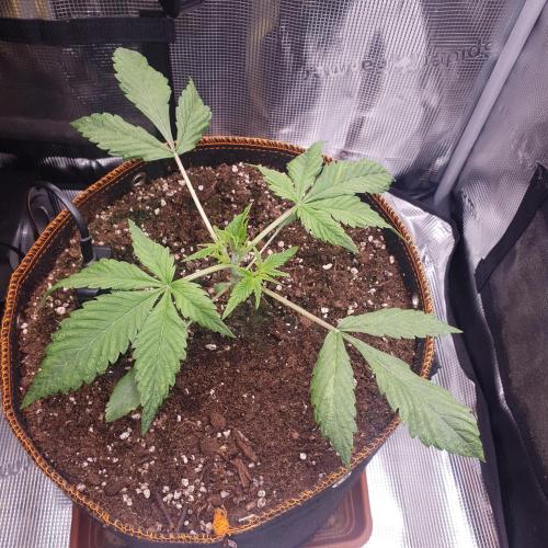 Tropicana Cookies Auto #1. Week 3 - Day 17, low stress topping