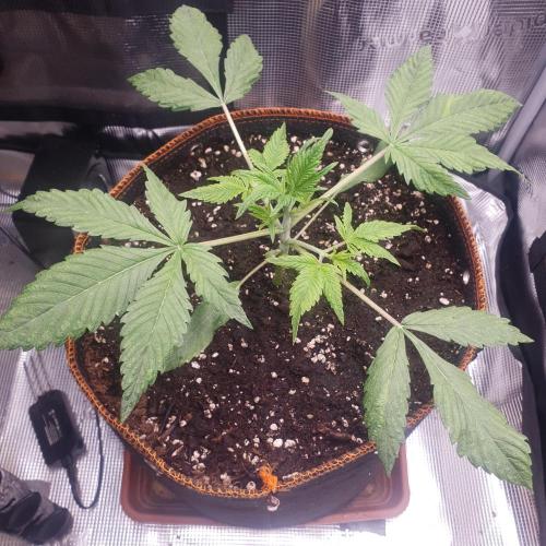 Tropicana Cookies Auto #1. Week 3 - Day 19