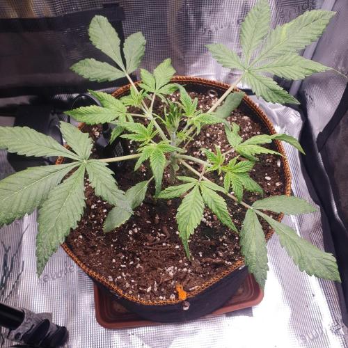 Tropicana Cookies Auto #1. Week 3 - Day 21