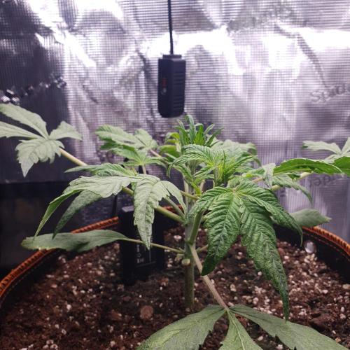 Tropicana Cookies Auto #1. Week 4 - Day 22, even canopy