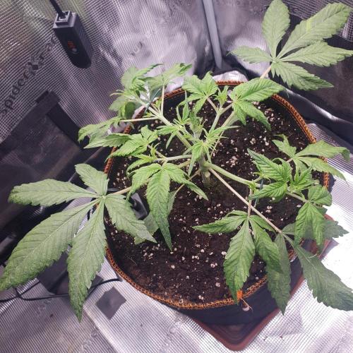 Tropicana Cookies Auto #1. Week 4 - Day 23
