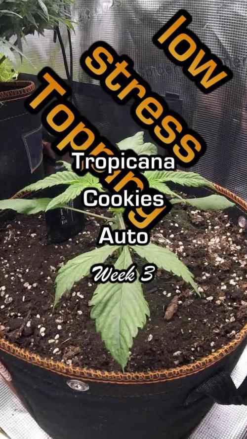 Tropicana Cookies Auto #1