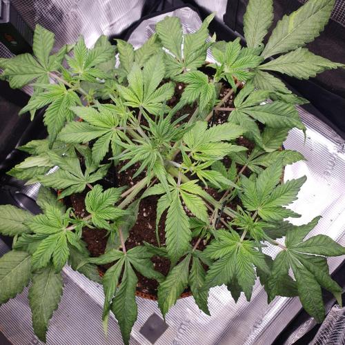 Tropicana Cookies Auto #1. Week 4 - Day 25