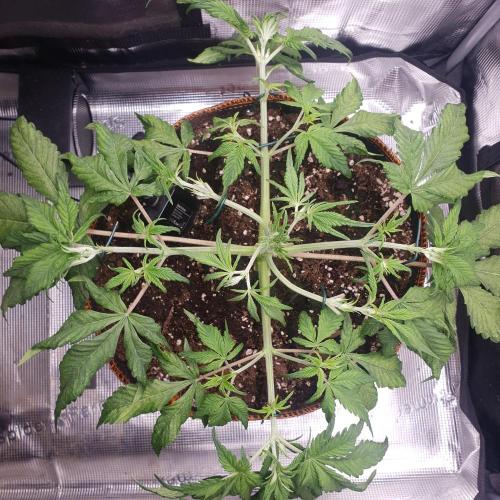 Tropicana Cookies Auto #1. Week 4 - Day 27