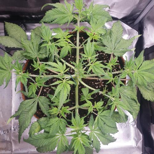 Tropicana Cookies Auto #1. Week 4 - Day 28, ready to flower