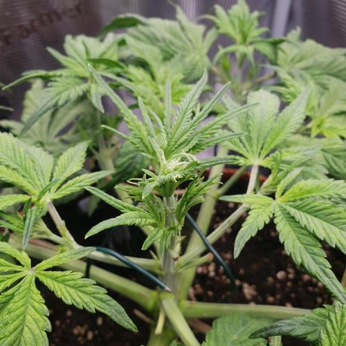 Tropicana Cookies Auto #1. Week 5 - Day 29