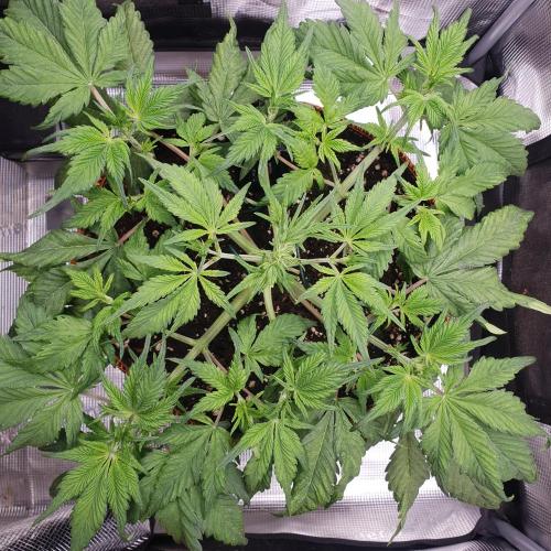 Tropicana Cookies Auto #1. Week 5 - Day 29