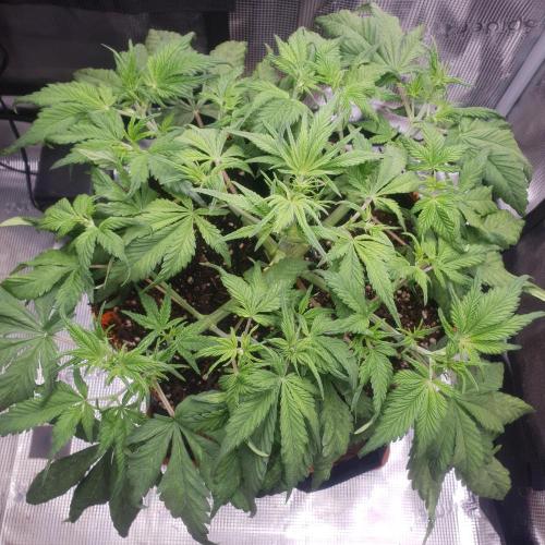 Tropicana Cookies Auto #1. Week 5 - Day 30