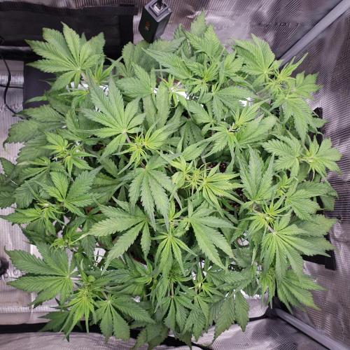 Tropicana Cookies Auto #1. Week 5 - Day 35