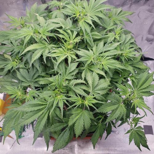 Tropicana Cookies Auto #1. Week 6 - Day 36