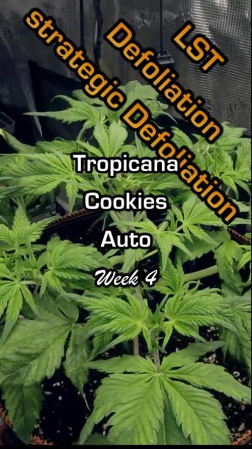 Tropicana Cookies Auto #1