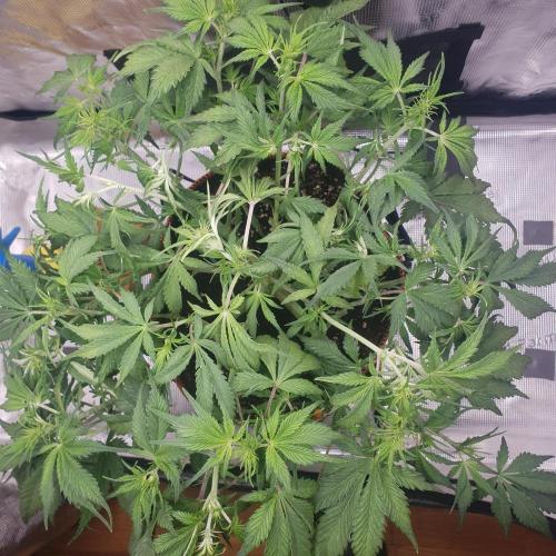 Tropicana Cookies Auto #1. Week 6 - Day 38