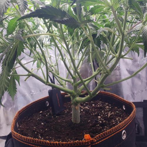 Tropicana Cookies Auto #1. Week 6 - Day 38
