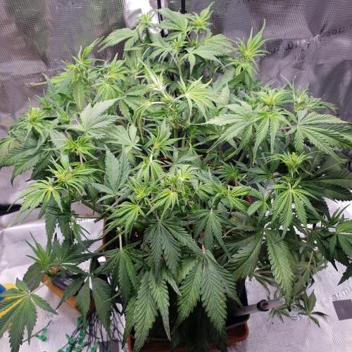 Tropicana Cookies Auto #1. Week 6 - Day 40