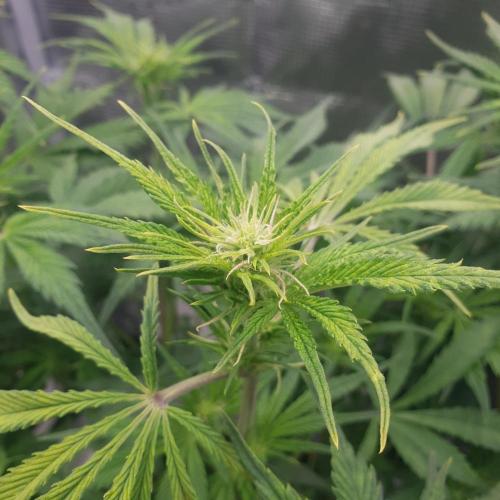 Tropicana Cookies Auto #1. Week 7 - Day 43