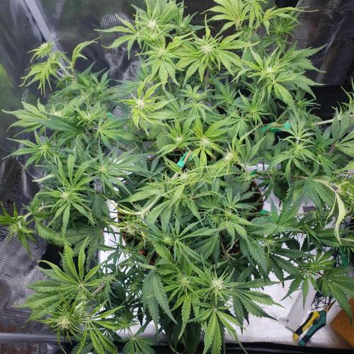Tropicana Cookies Auto #1. Week 7 - Day 47