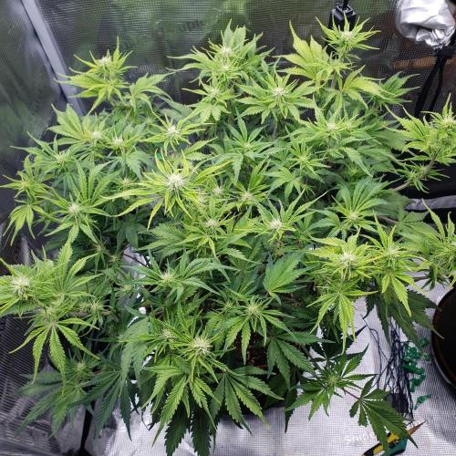 Tropicana Cookies Auto #1. Week 7 - Day 49