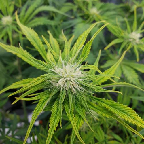 Tropicana Cookies Auto #1. Week 7 - Day 49