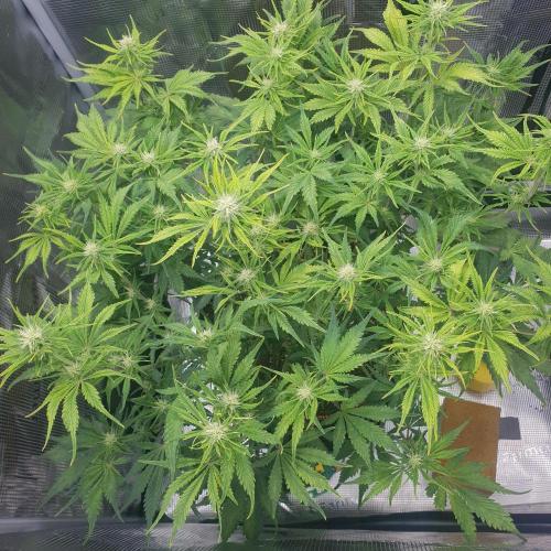 Tropicana Cookies Auto #1. Week 8 - Day 50