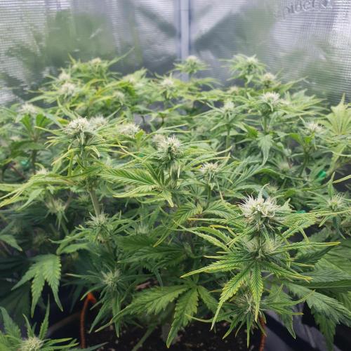 Tropicana Cookies Auto #1. Week 8 - Day 52