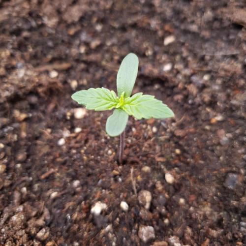 Blueberry Auto #2. Week 1 - Day 3