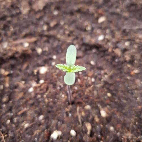 Blueberry Auto #2. Week 1 - Day 1